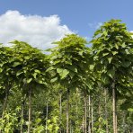 Katalpa bignóniovitá (Catalpa bignonioides) ´NANA´ - výška 300-320 cm, obvod kmeňa 6/8 cm, kont. C18L/C20L